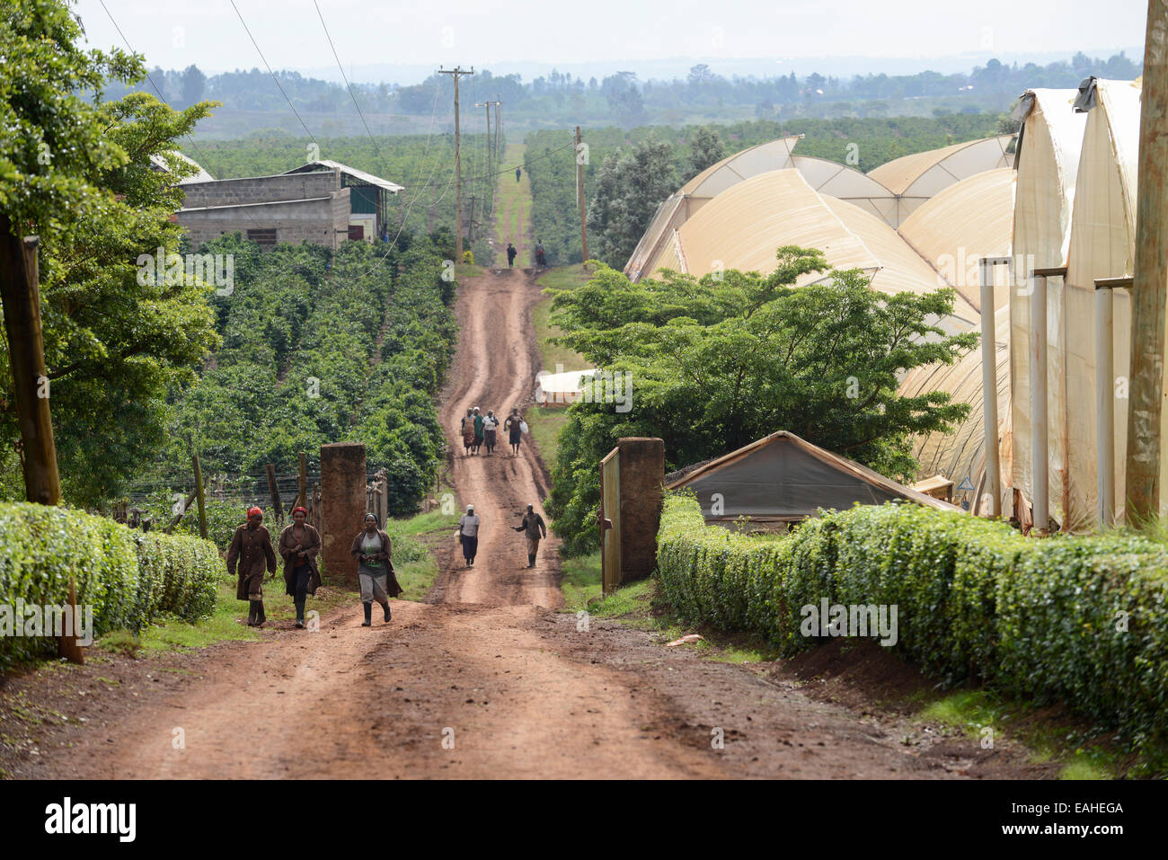 KENYA Thika near Nairobi, Simbi Roses is a fair trade rose flower farm ...
