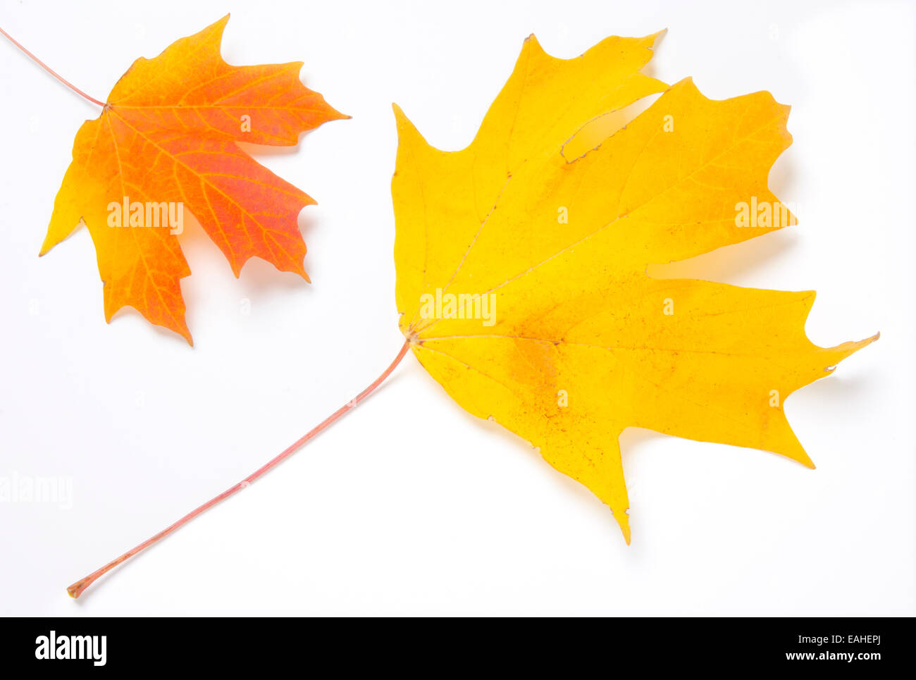 Dried out maple leaf hi-res stock photography and images - Alamy