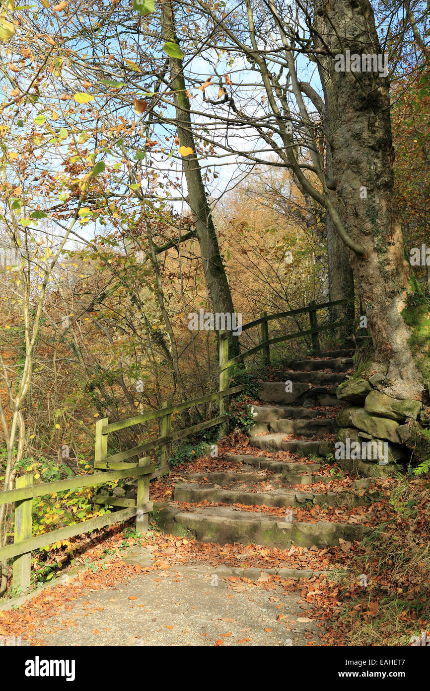 Stone steps in Strid Woods in Wharfedate at Bolton Abbey, Skipton, North Yorkshire, England Stock Photo
