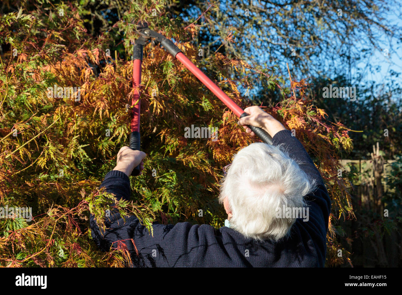 Senior woman gardening using loppers to cut back a garden bush in autumn. UK, Britain. Stock Photo