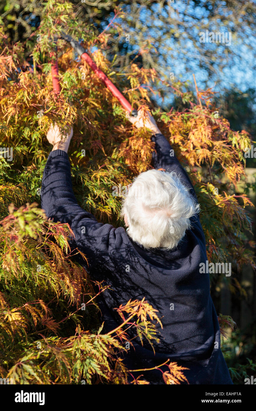 Senior woman using loppers and reaching up to cut back a garden shrub in autumn. UK, Britain Stock Photo