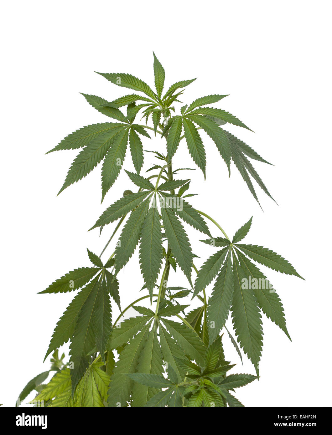 Dope plant hi-res stock photography and images - Alamy