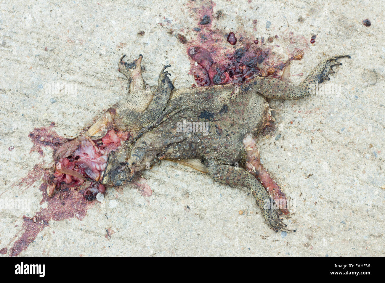 dead toad on road Stock Photo