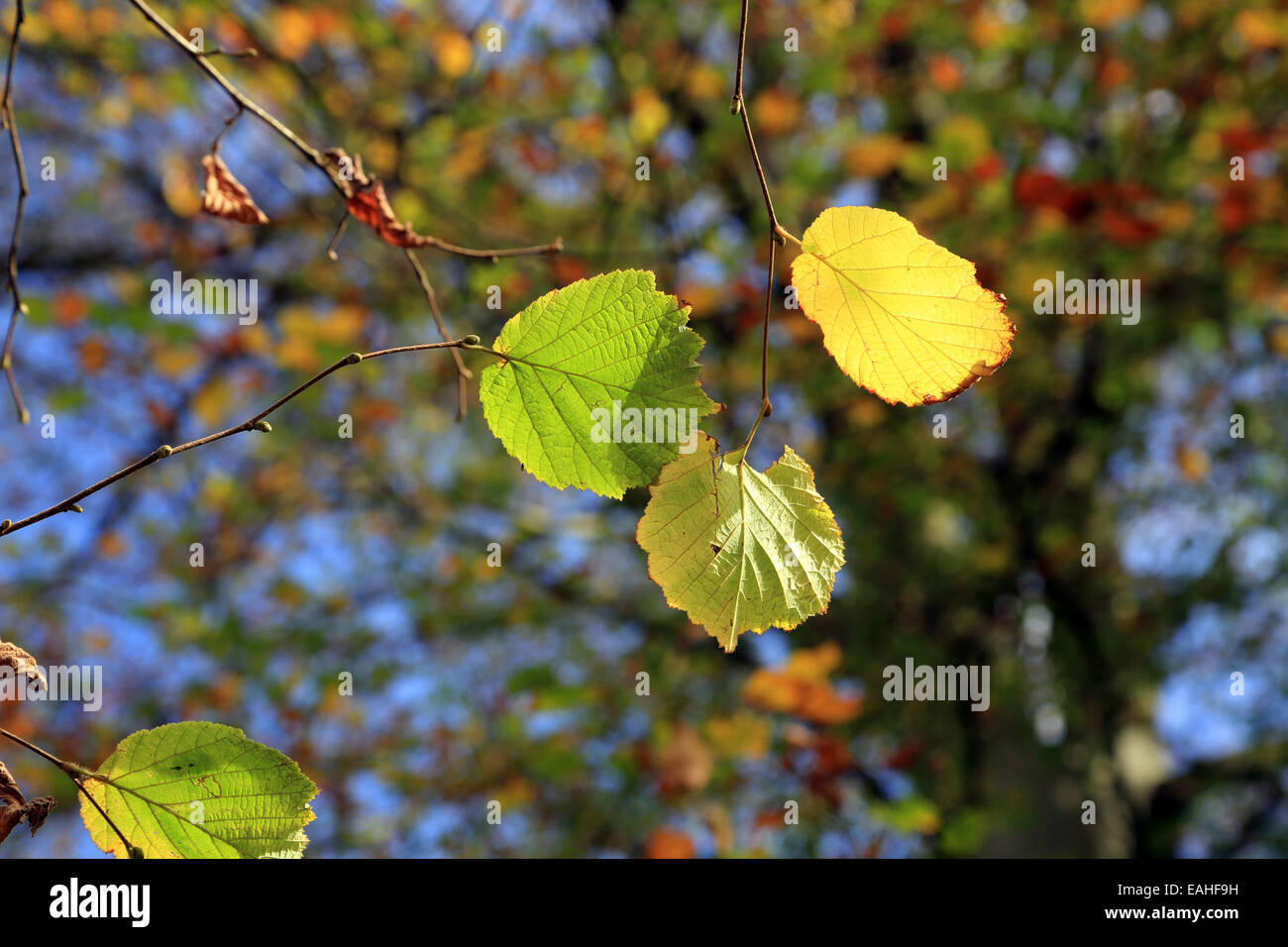 autumnal leaves in Strid Woods in Wharfedate at Bolton Abbey, Skipton, North Yorkshire, England Stock Photo