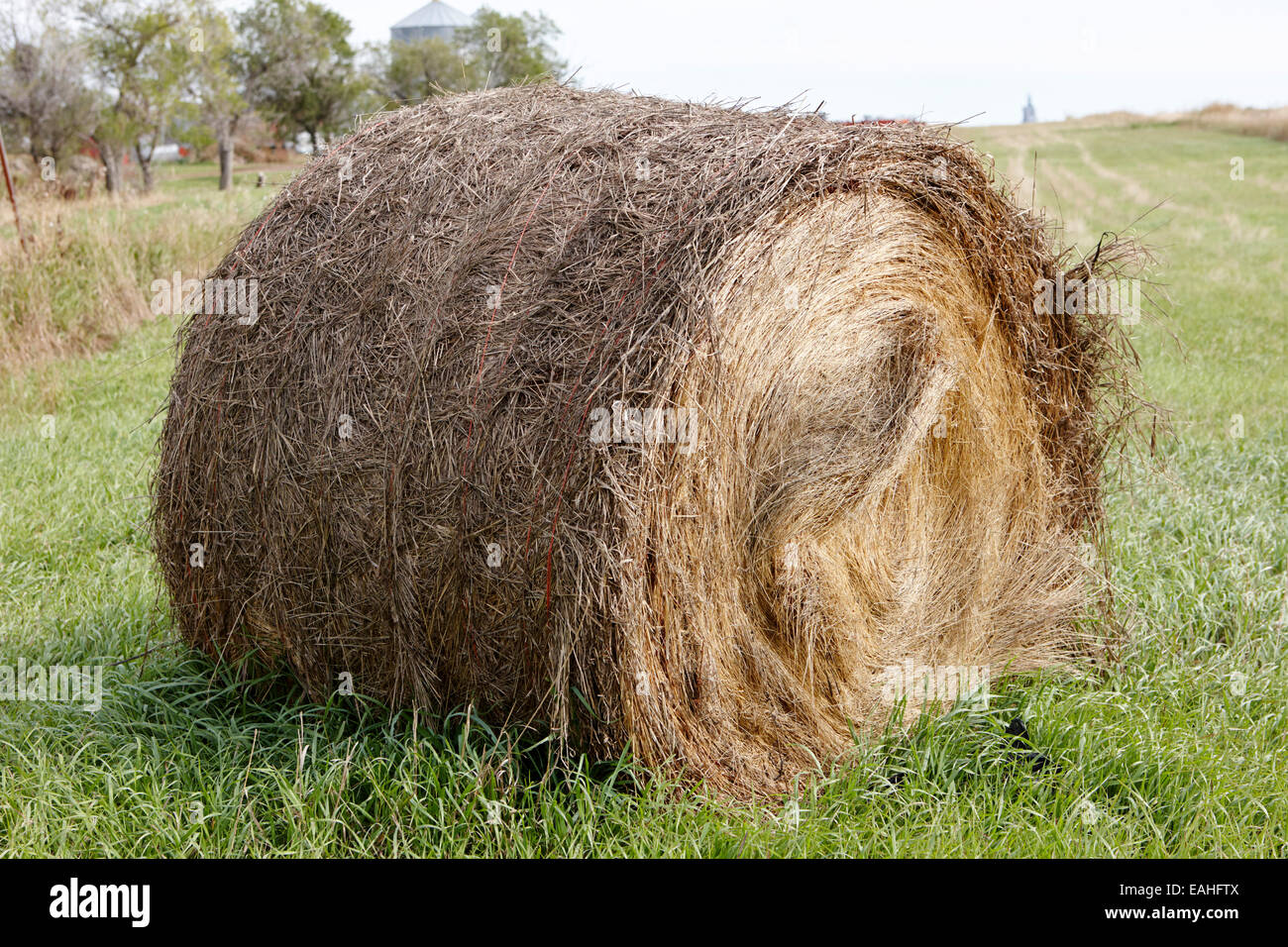 rolled hay bale in a grass field for winter animal feed Saskatchewan Canada Stock Photo