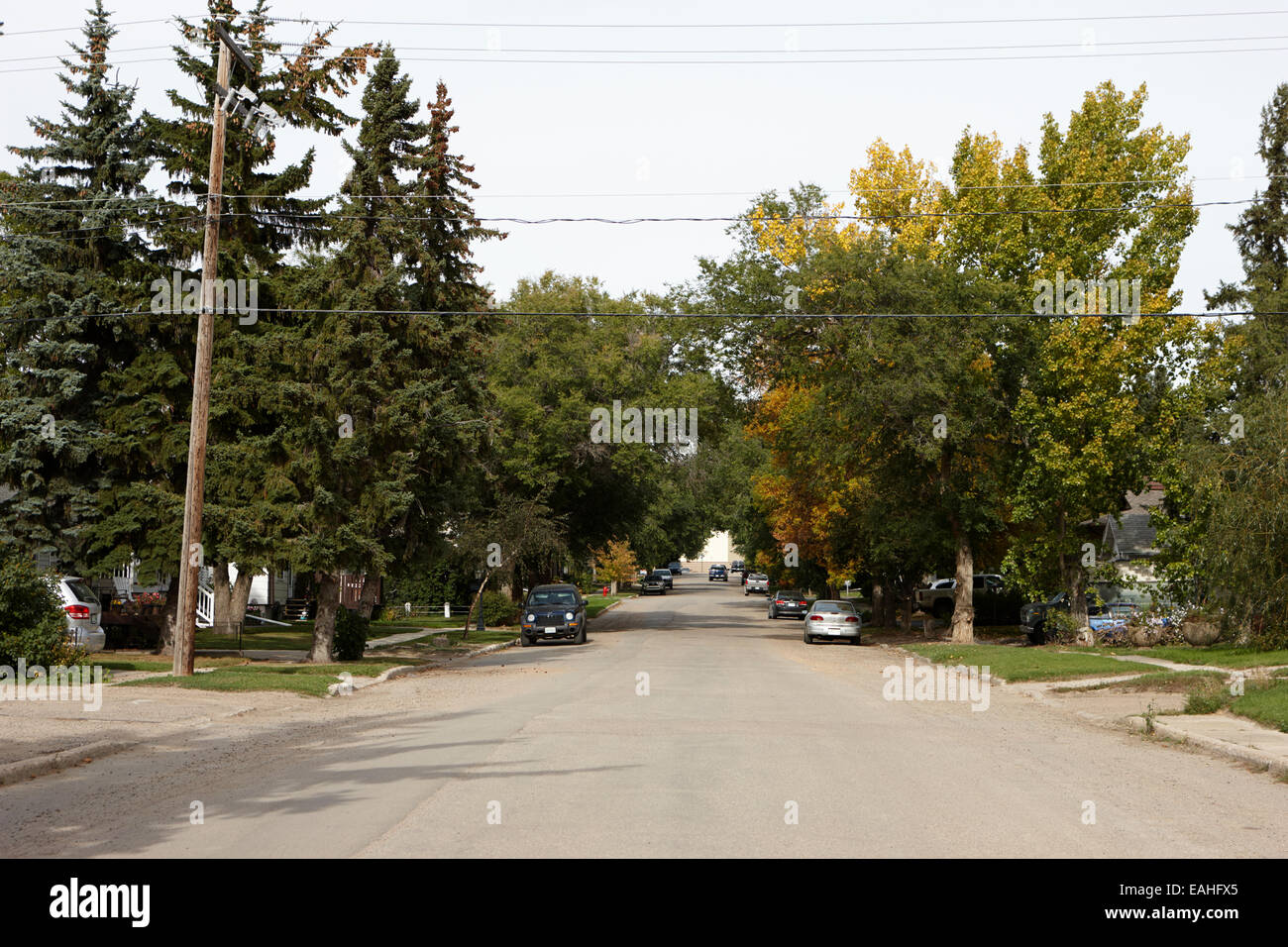 tree lined city street in the town of leader sk Canada Stock Photo