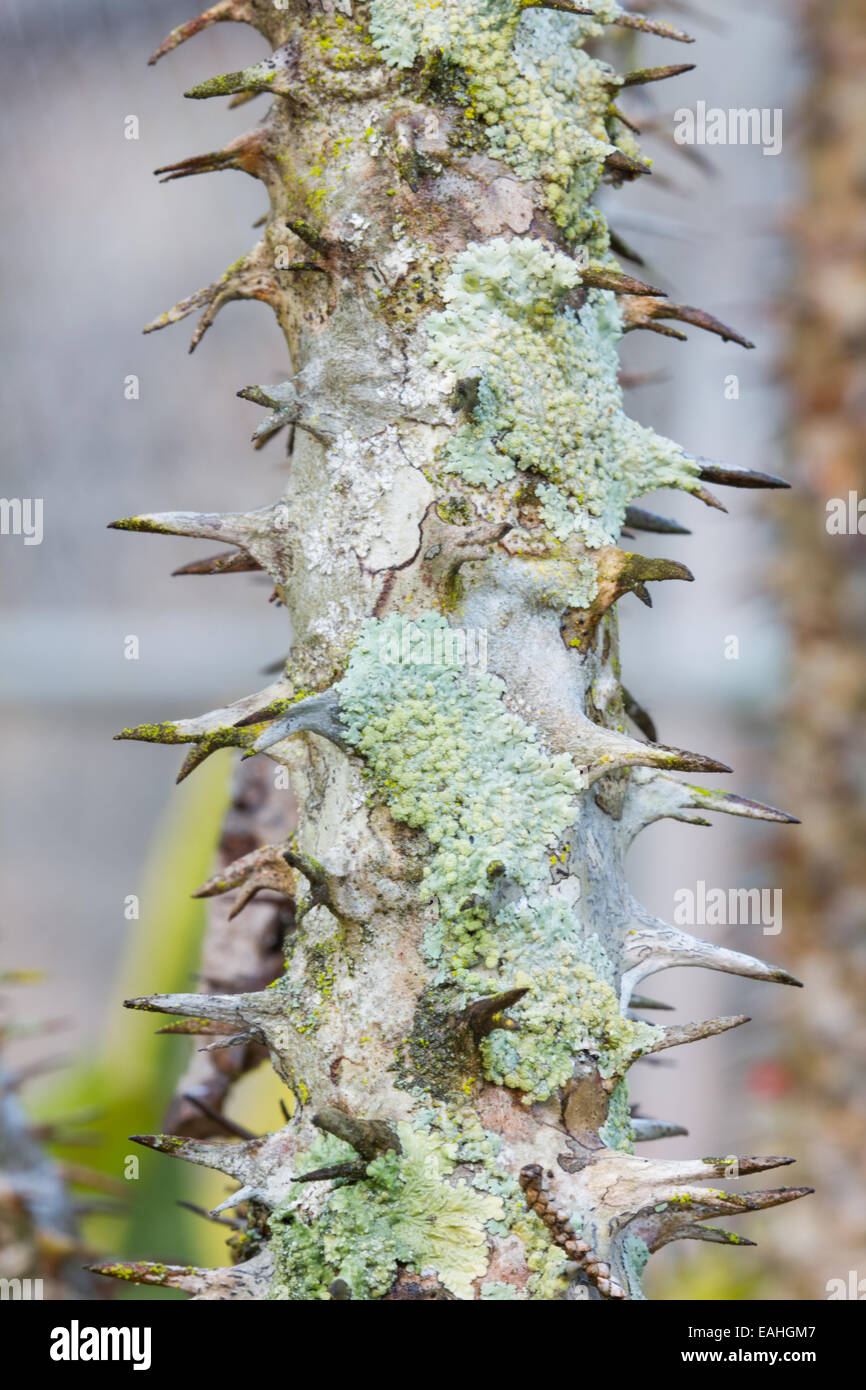 Close-up view of the stem of Euphorbia Milii Stock Photo