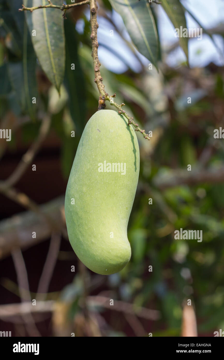 Featured image of post Steps to Prepare Thai Green Mango Tree