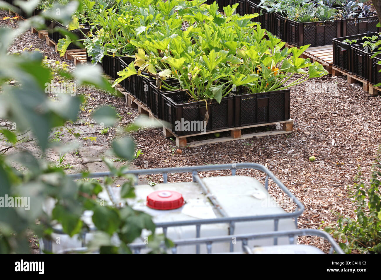 Zucchini and other vegetables farmed in plant boxes in an urban