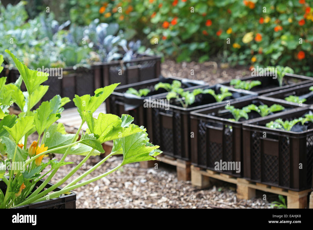 Zucchini, curly kales and other vegetables farmed in plant boxes in an