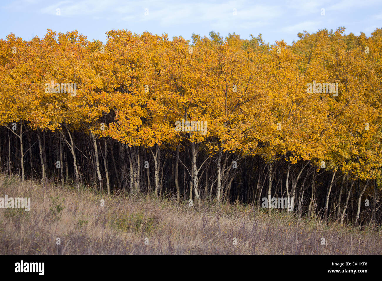 Dense stand of Aspen (Populus tremuloides) saplings in yellow autumn foliage Stock Photo