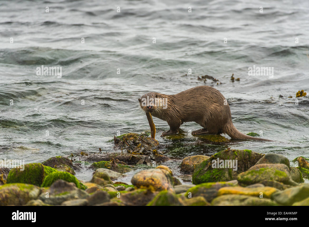 Otter, Shetland, Scotland Stock Photo
