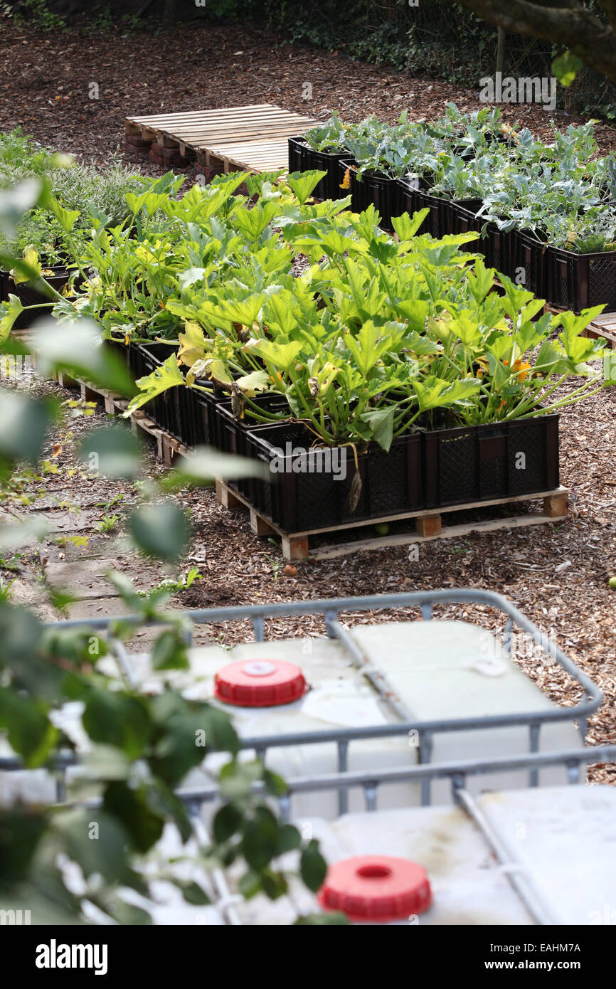 Zucchini and other vegetables farmed in plant boxes in an urban