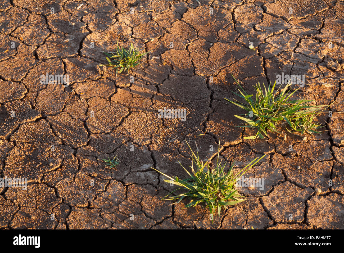 Green grass growing through the cracks of dry soil. Donna, Texas, USA. Stock Photo