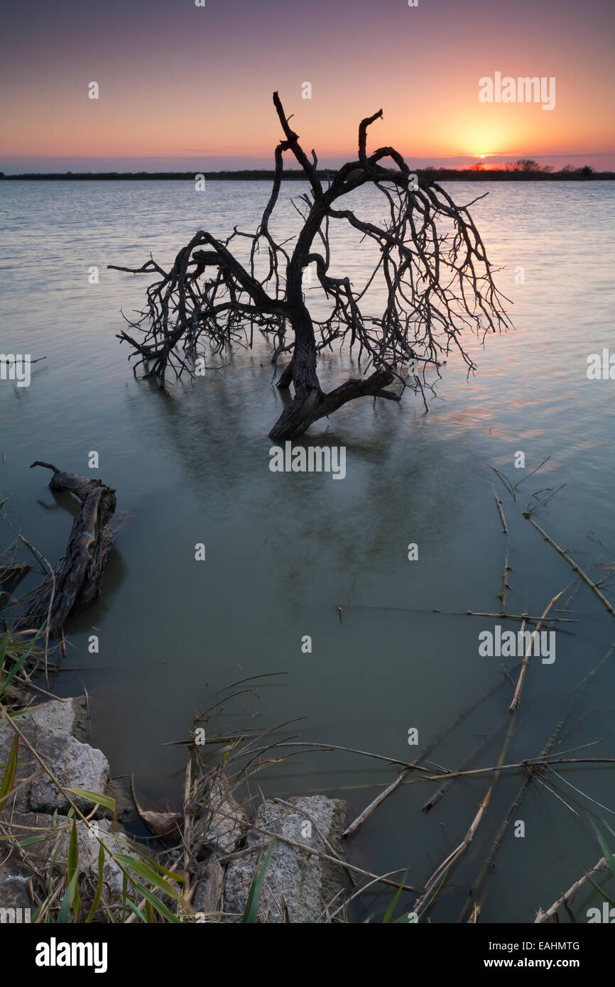 Donna texas hires stock photography and images Alamy