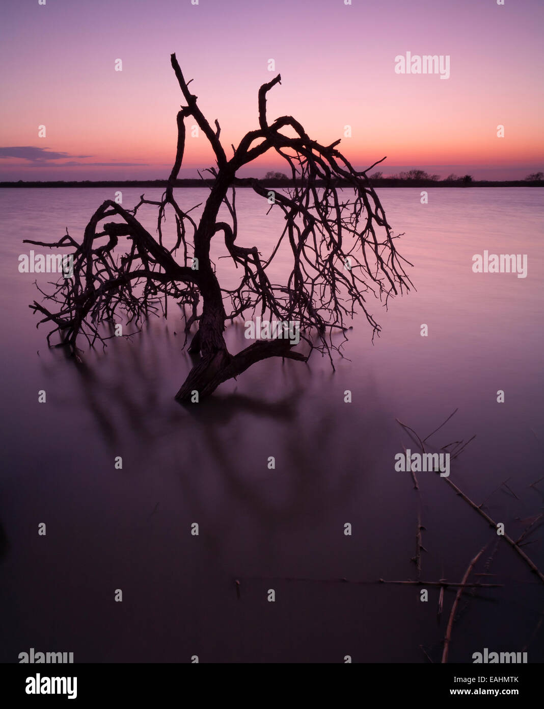 A dead tree protrudes from the water at sunset. Donna, Texas, USA Stock Photo Alamy