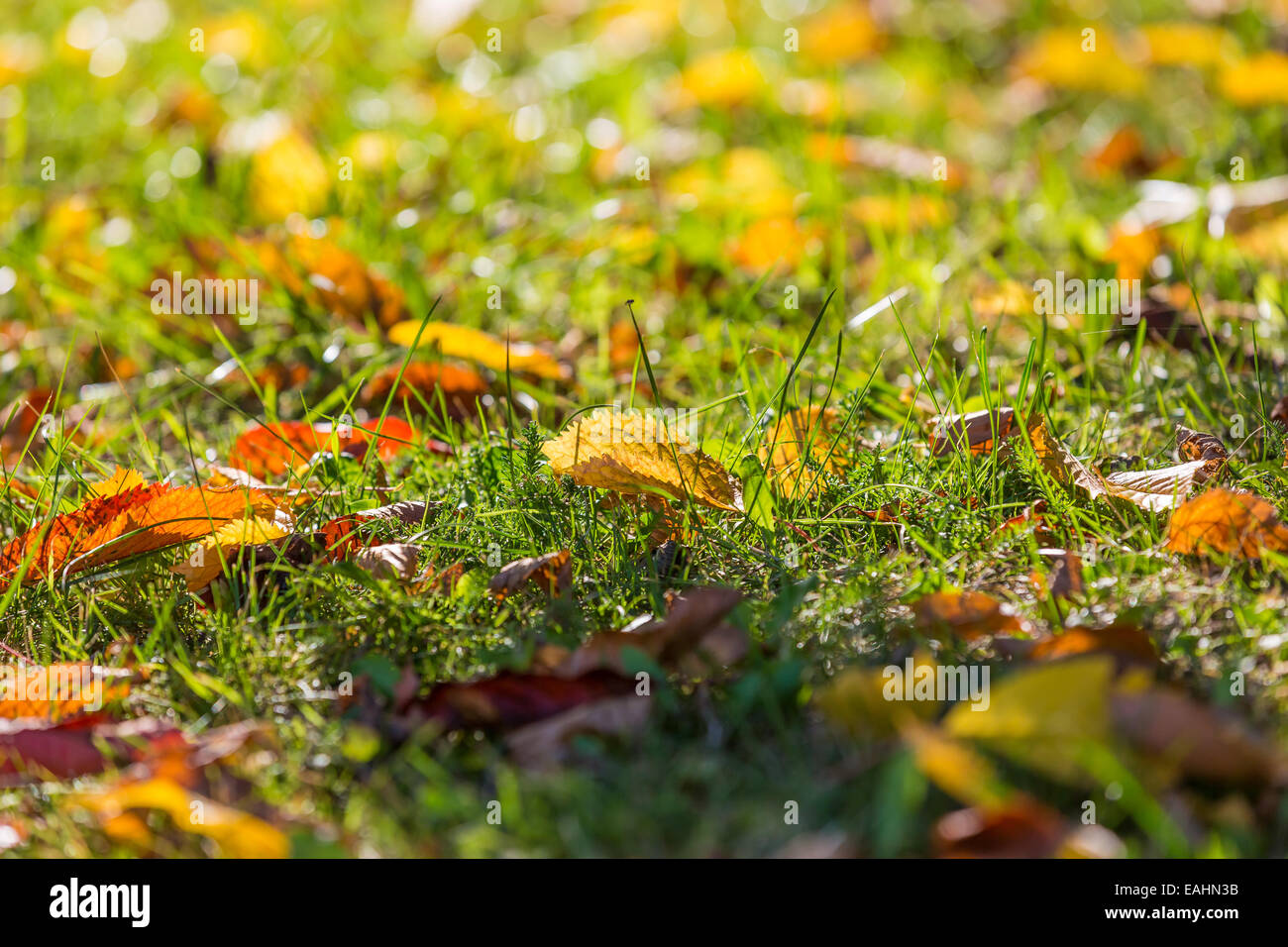 Close up lawn with fallen autumnal leaves Stock Photo