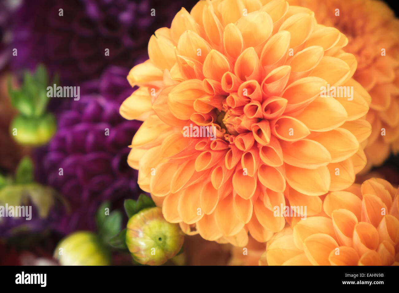 Orange chrysanthemum purple hi-res stock photography and images - Alamy