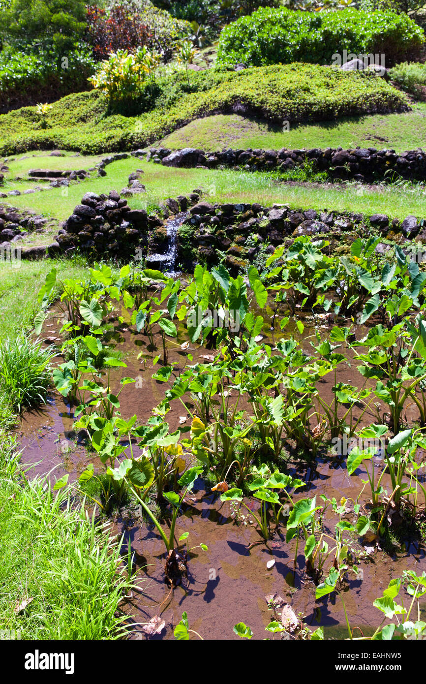 Limahuli Garden and Preserve, Kauai, Hawaii, USA Stock Photo - Alamy