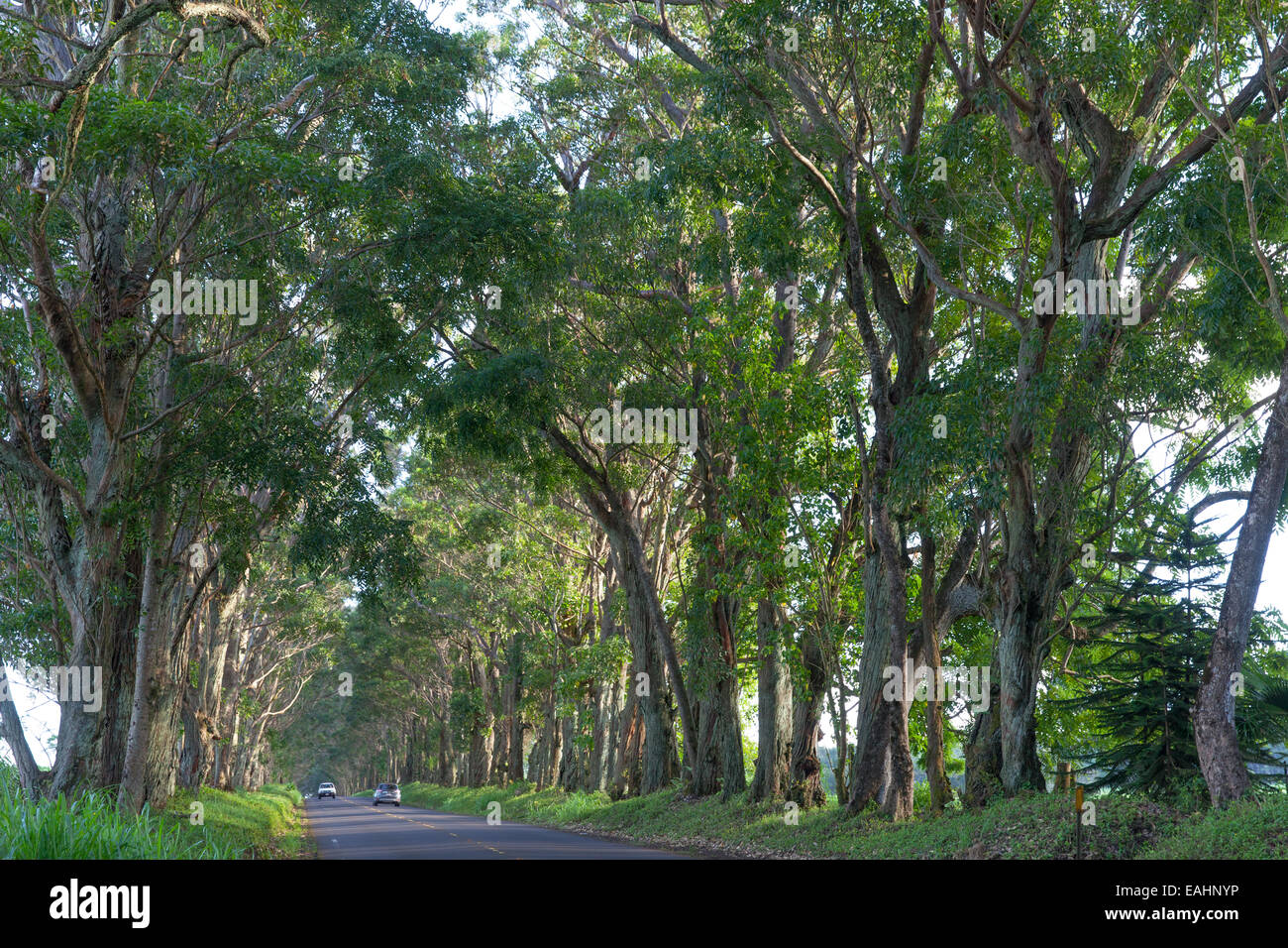Maluhia Road Tree Tunnel Kauai Hawaii USA Stock Photo Alamy