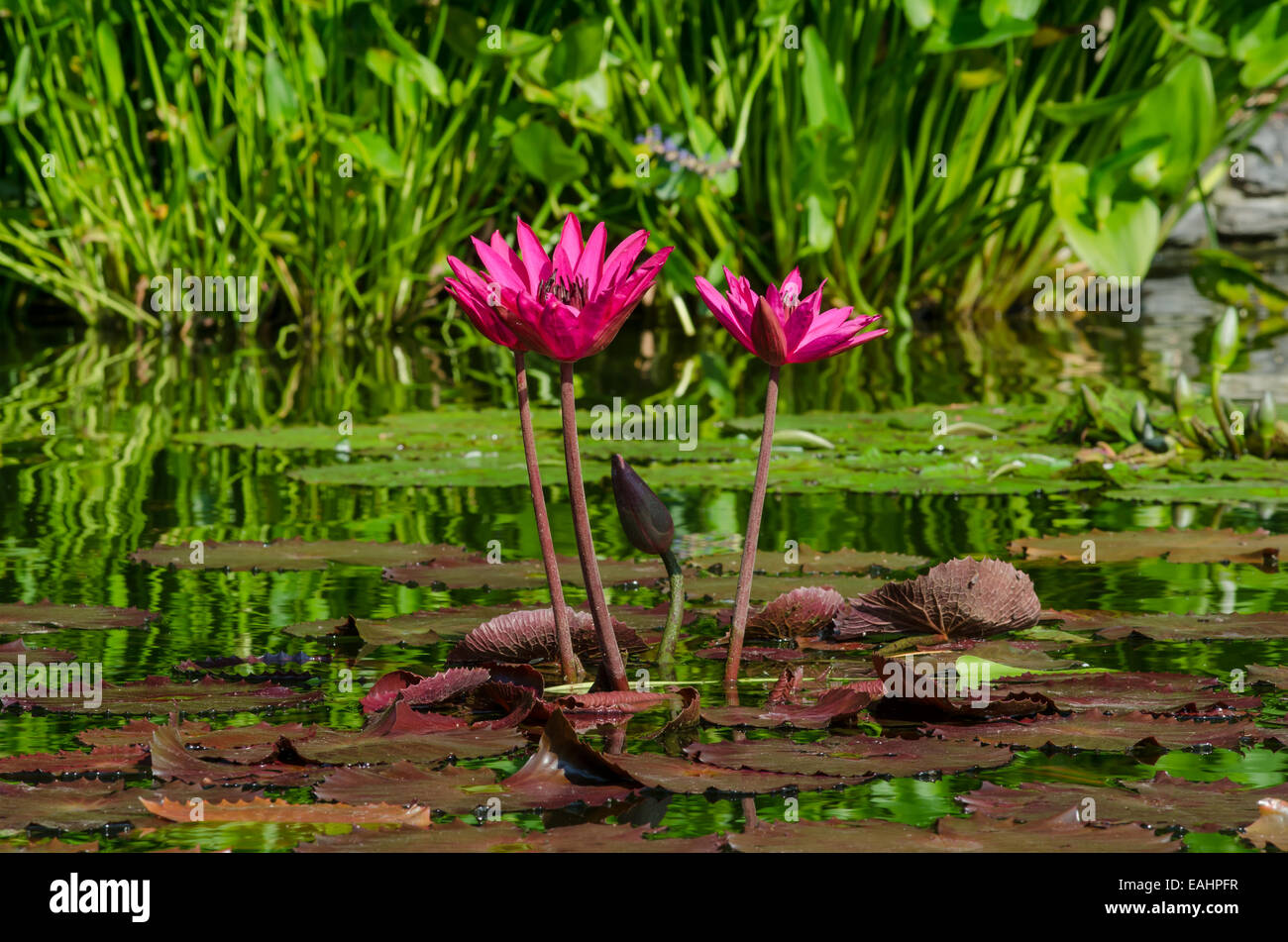 Bright pink flowers bloom out of lily pads in a garden pond Stock Photo