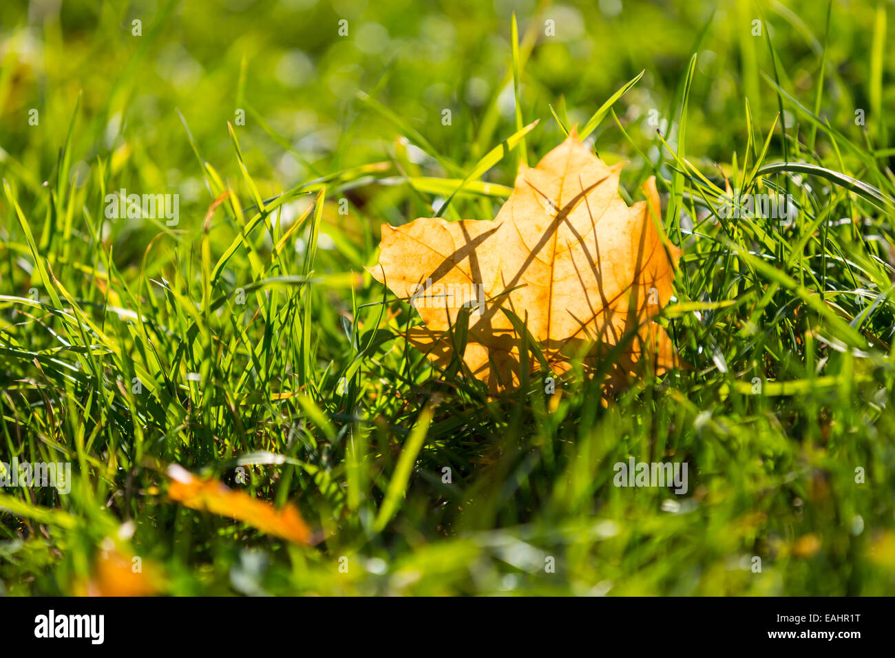 Close up lawn with fallen autumnal leaves Stock Photo