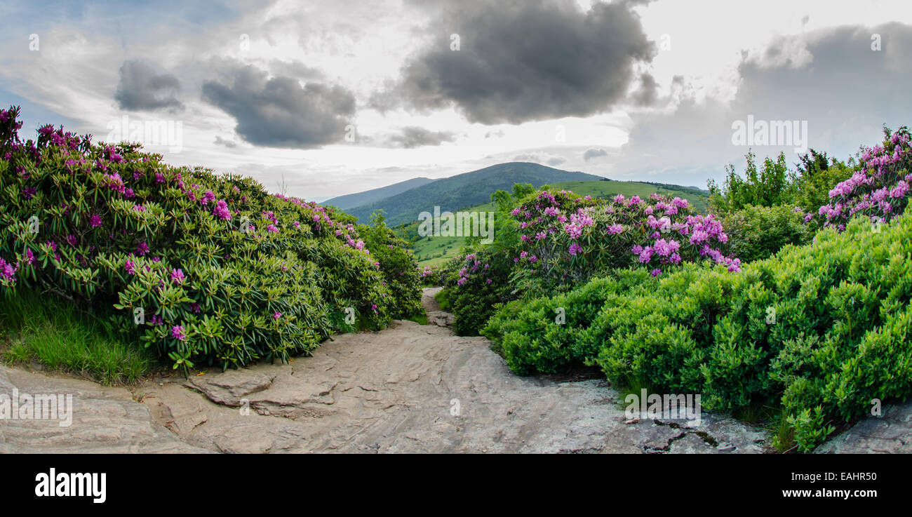 Catawba rhododendron in bloom line the Appalachian Trail Stock Photo