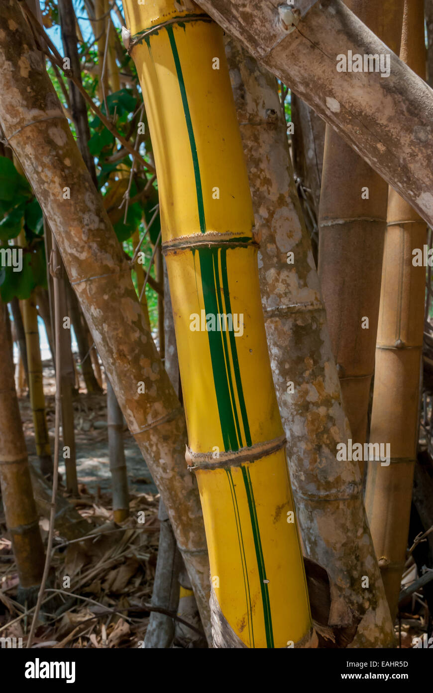 A bright yellow and green stalk of bamboo in a giant painted bamboo
