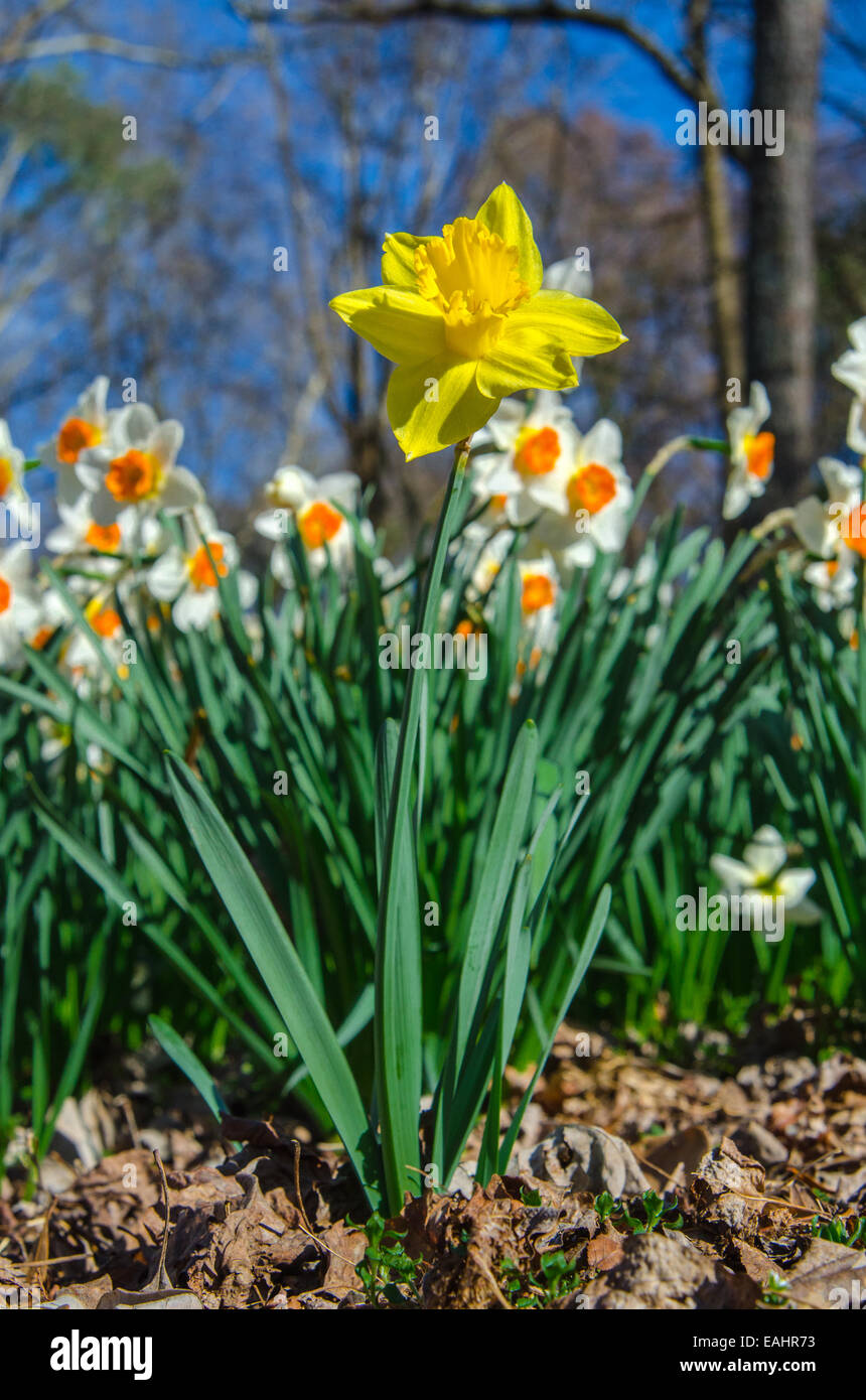 Stand out from the crowd like this yellow daffodil Stock Photo