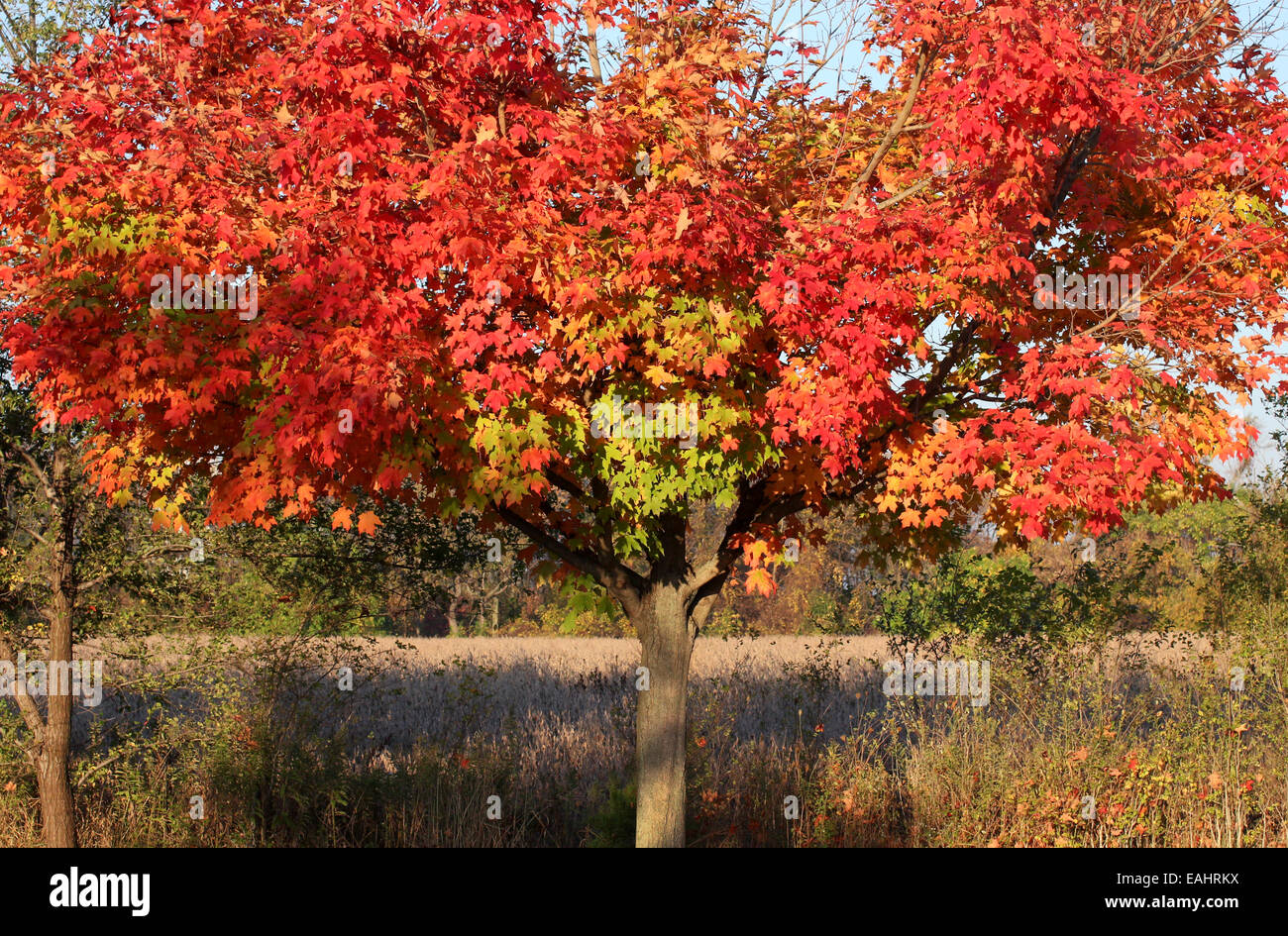 Maple tree in autumn fall colour color. Stock Photo