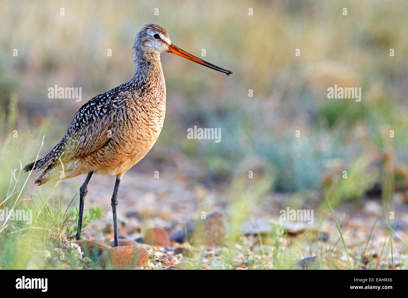 Marbled godwit portrait in the Great Plains of Montana. Charles M. Russell National Wildlife Refuge, central Montana. Stock Photo