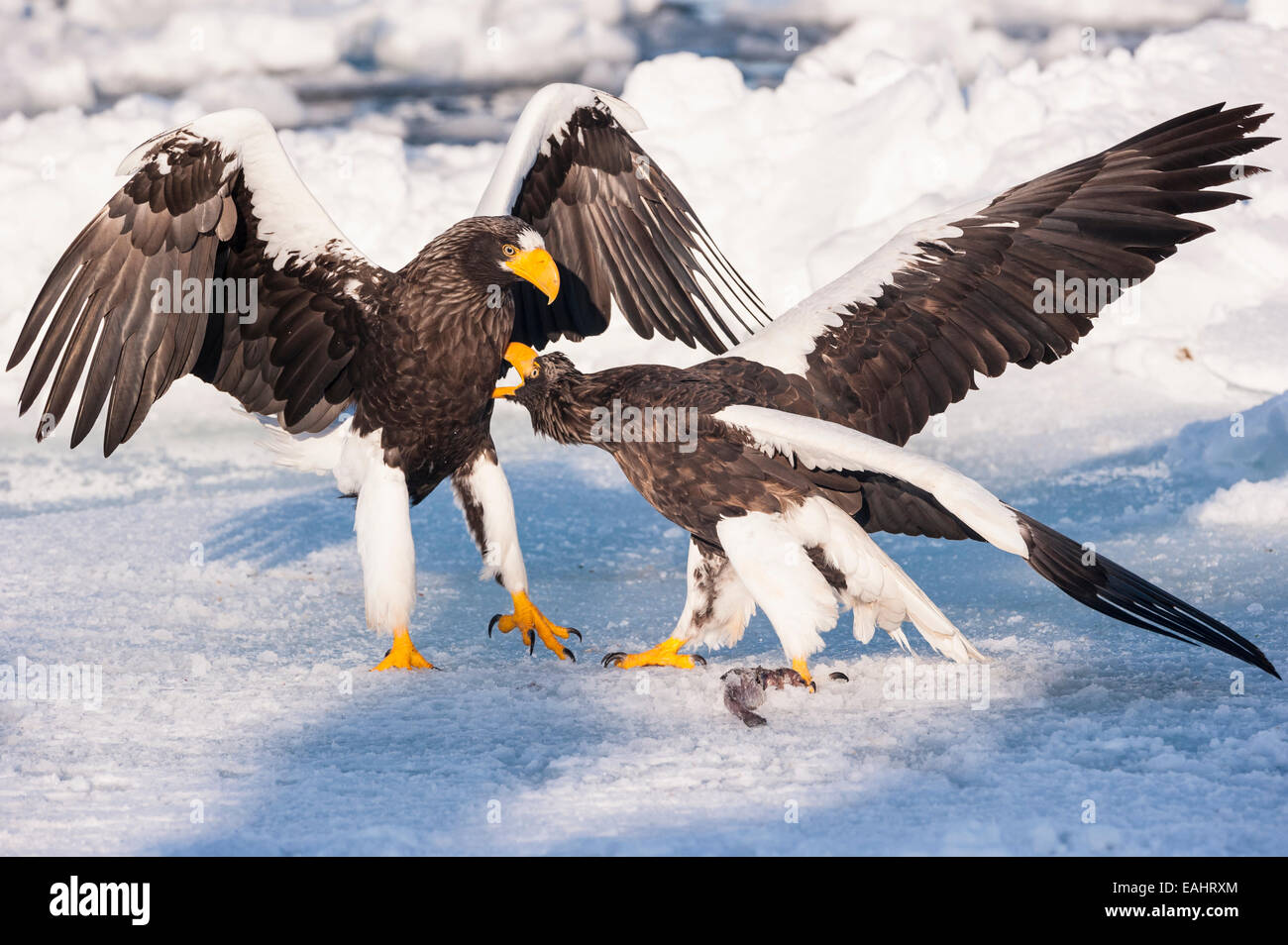 Steller sea eagles hi-res stock photography and images - Alamy