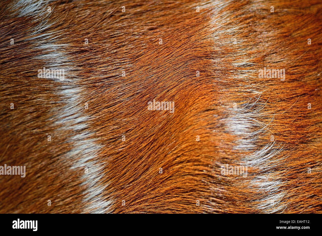 Real brown pattern of deer skin background Stock Photo Alamy