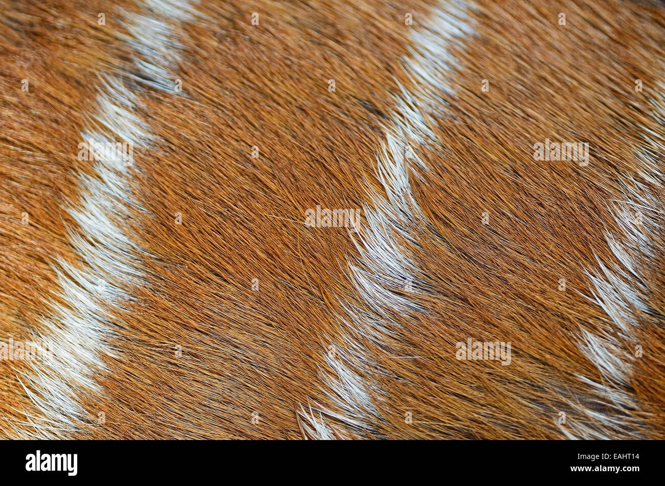 Real brown pattern of deer skin background Stock Photo