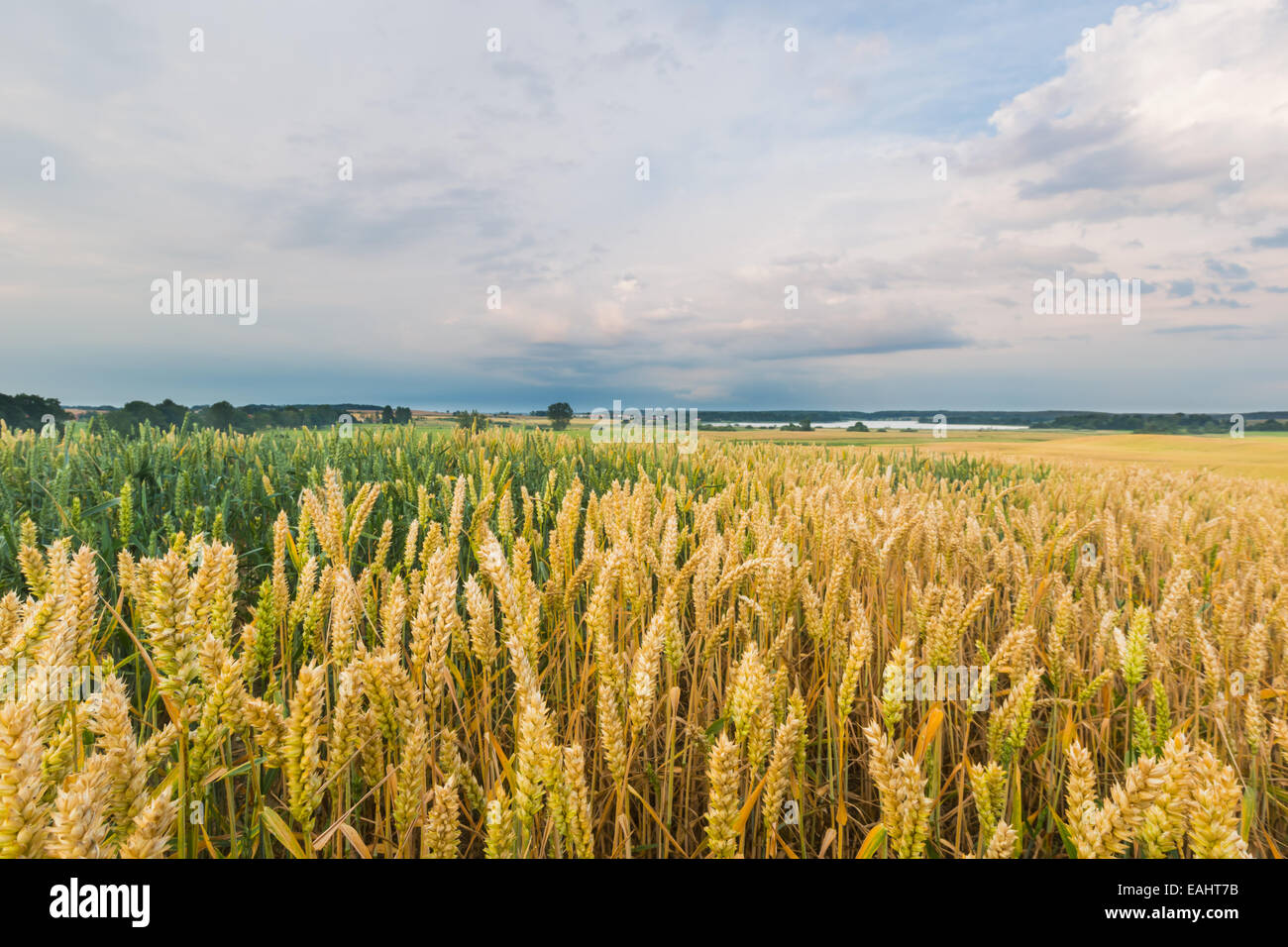 Cereal field landscape. Beautiful sunset Stock Photo - Alamy