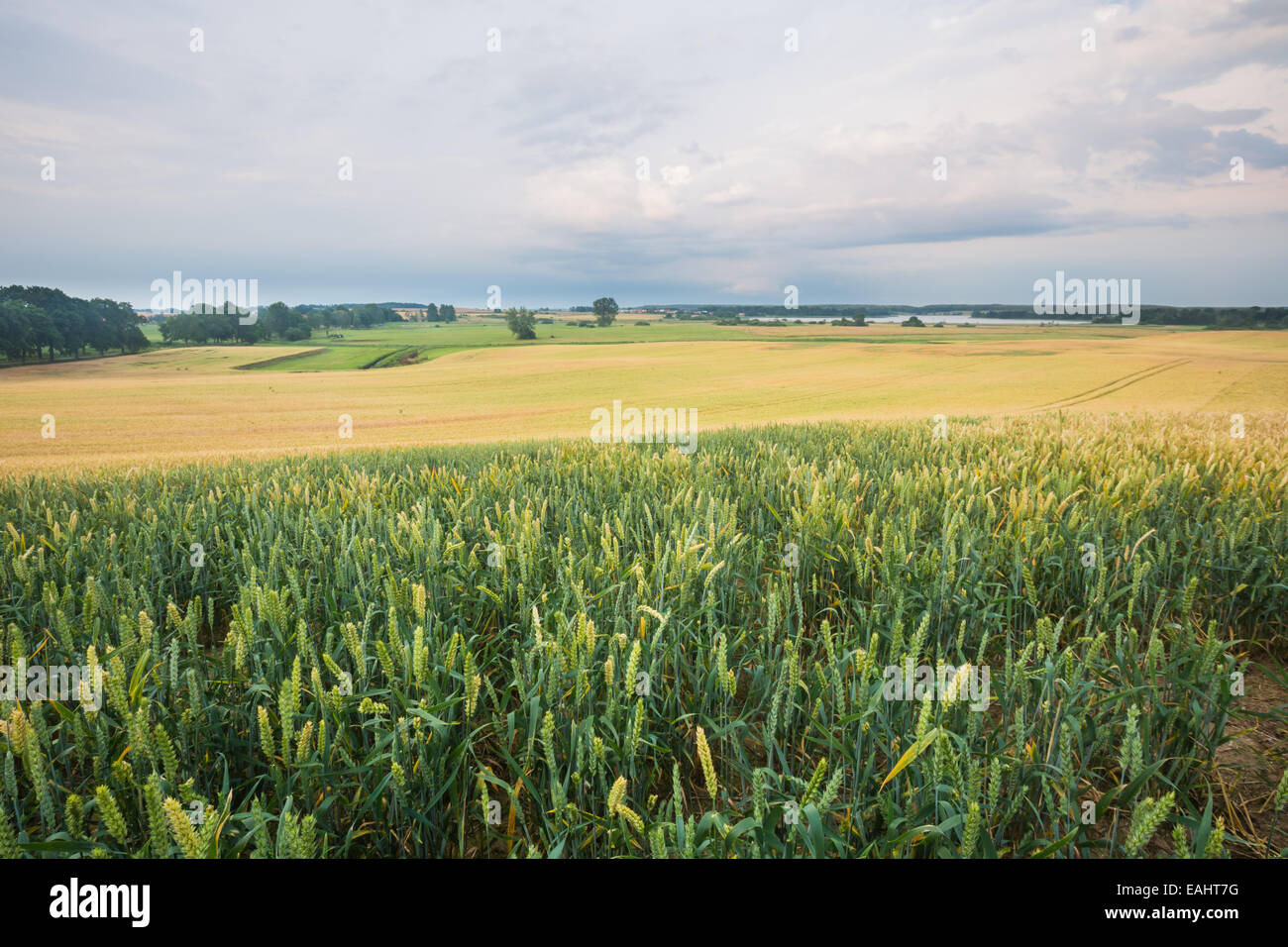 Cereal field landscape. Beautiful sunset Stock Photo - Alamy