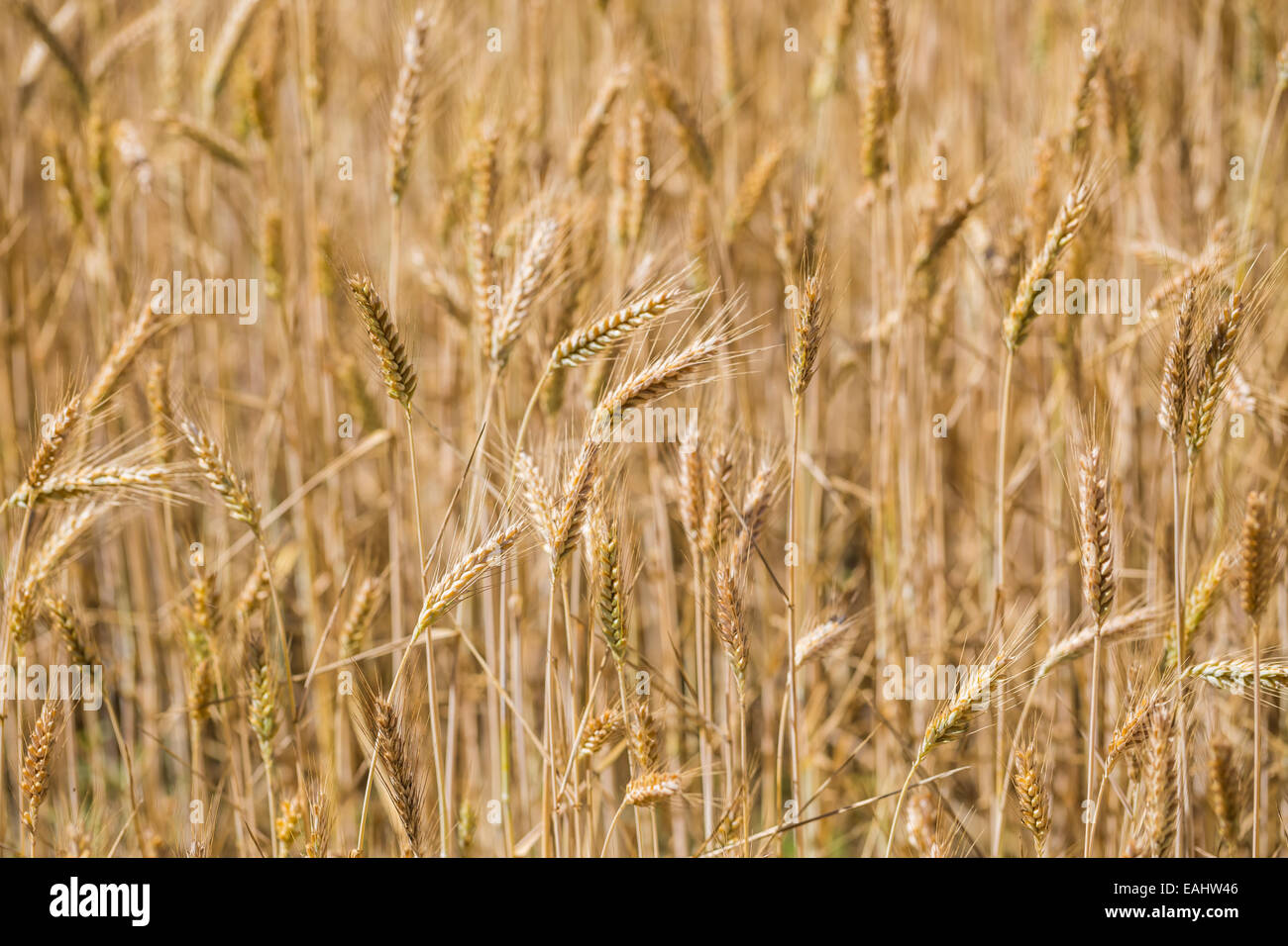 Cereal ears background Stock Photo - Alamy