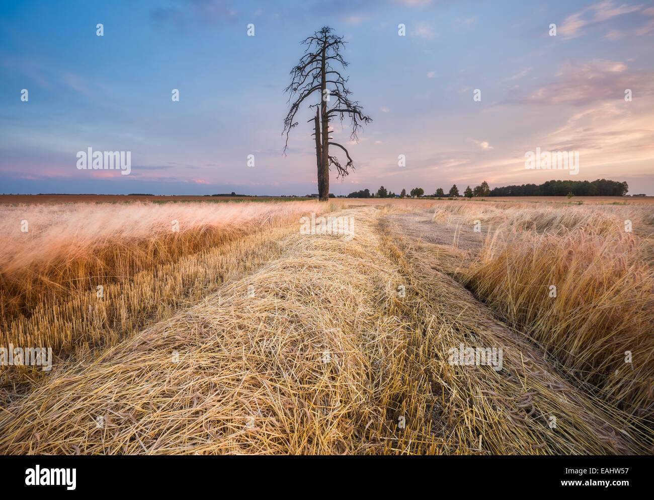 Cereal field landscape. Beautiful sunset Stock Photo - Alamy