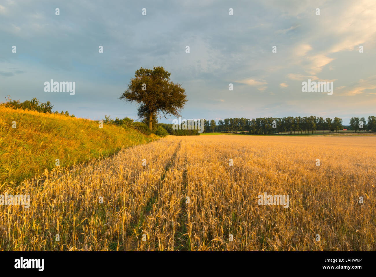 Cereal field landscape. Beautiful sunset Stock Photo - Alamy