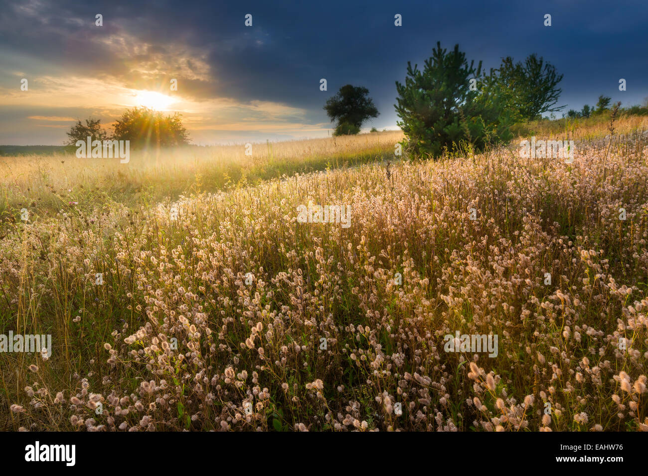 Cereal field landscape. Beautiful sunset Stock Photo - Alamy