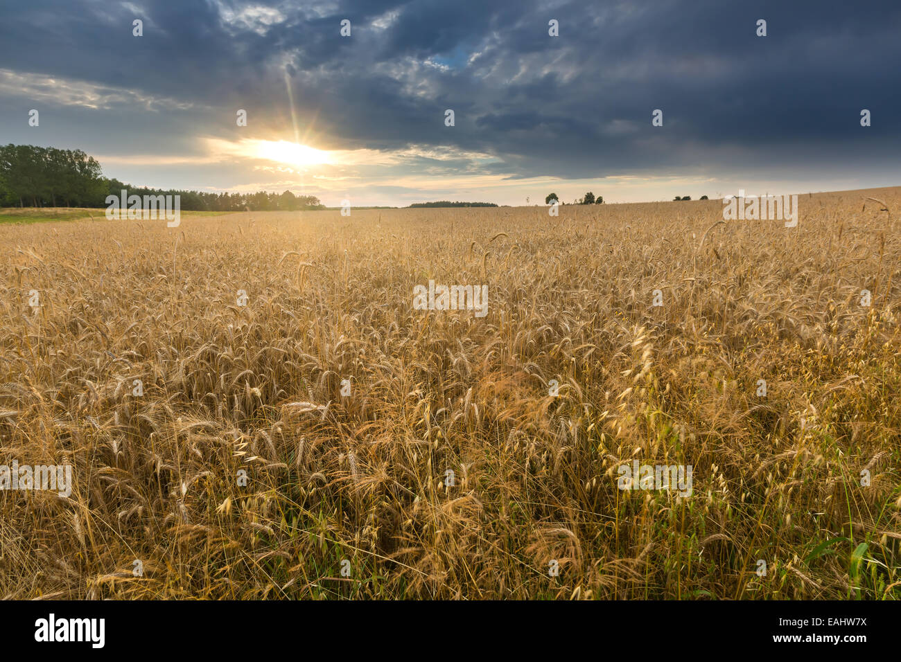 Cereal field landscape. Beautiful sunset Stock Photo - Alamy