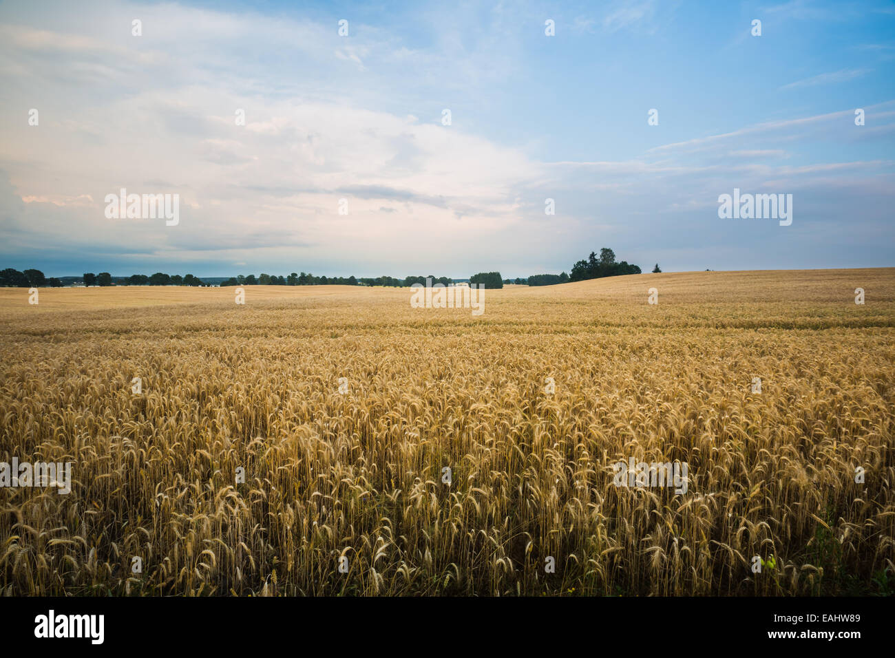 Cereal field landscape. Beautiful sunset Stock Photo - Alamy
