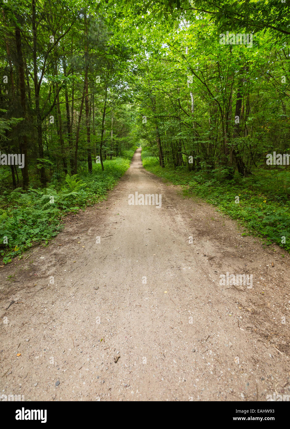 Green leafy forest at summer Stock Photo - Alamy