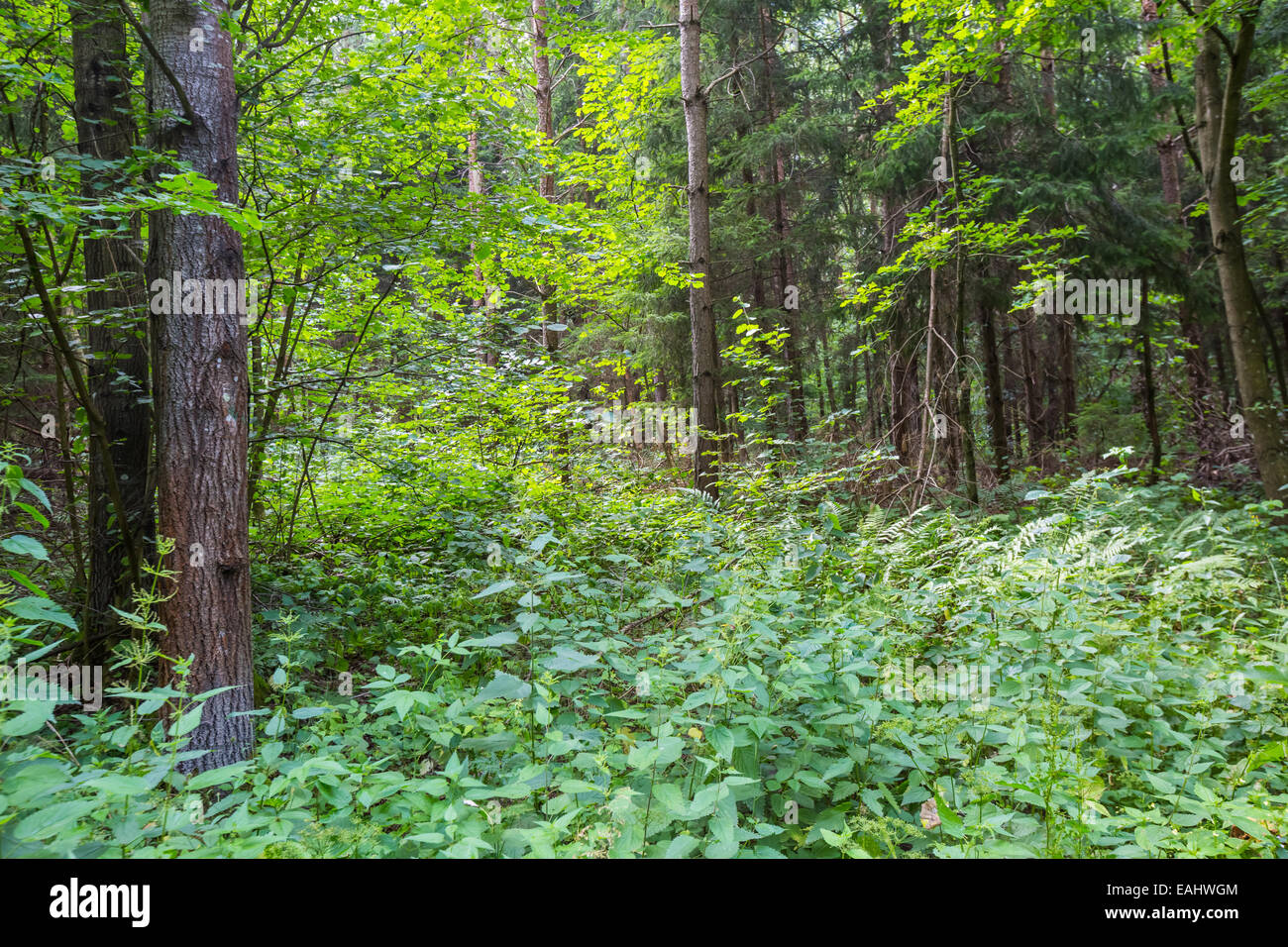 Green leafy forest at summer Stock Photo - Alamy
