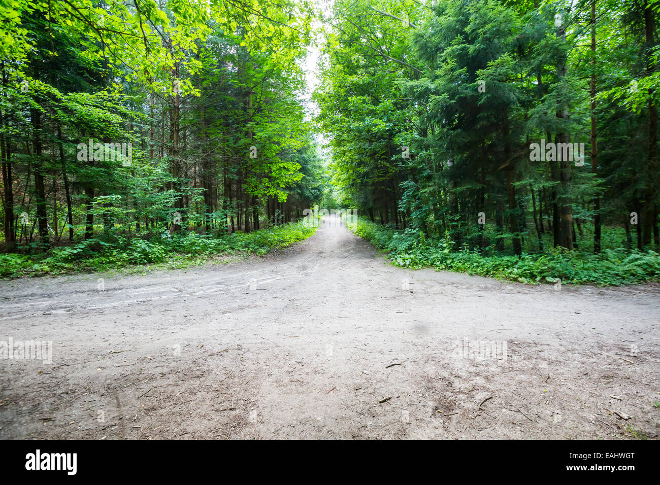 Green leafy forest at summer Stock Photo - Alamy