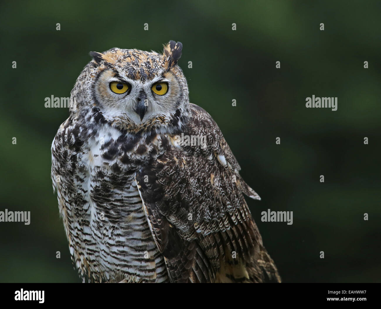 Great Horned Owl Profile Stock Photo