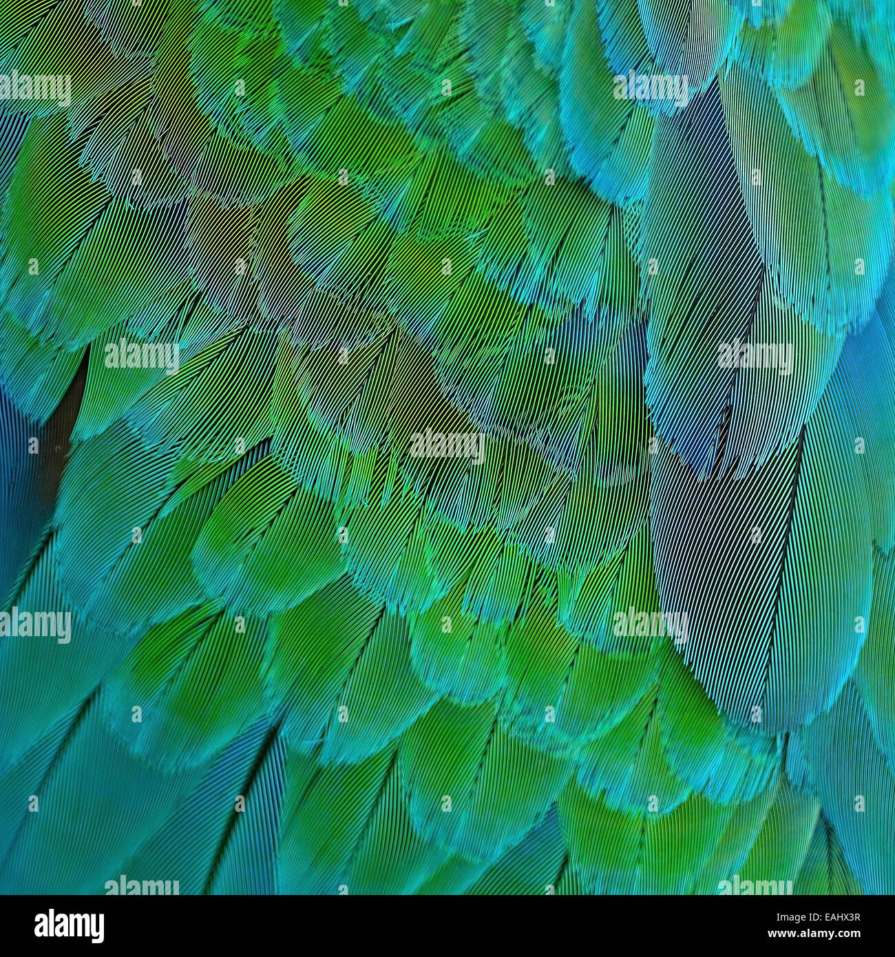 Beautiful green and blue bird feathers, Harlequin Macaw feathers Stock Photo