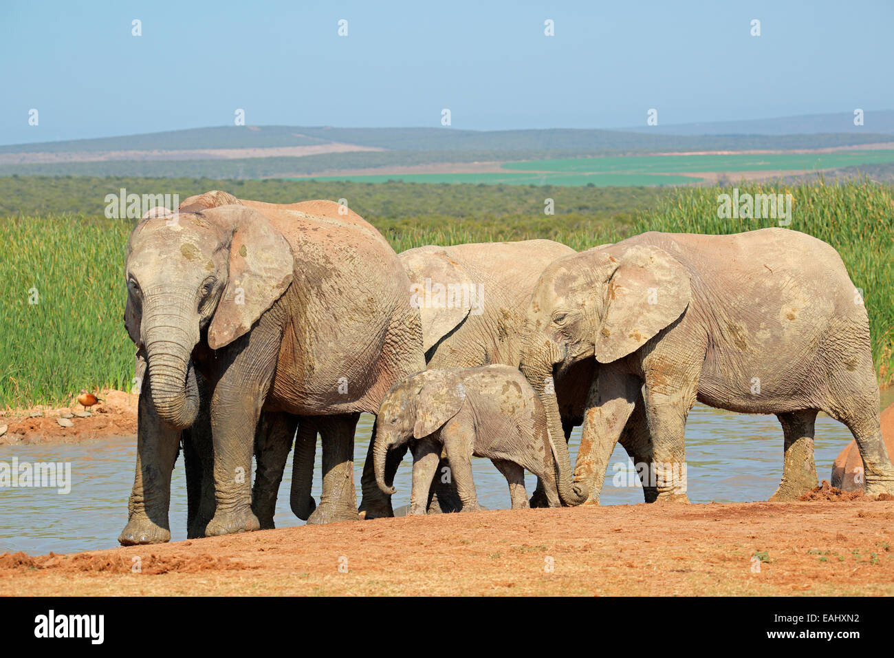 African elephants (Loxodonta africana) at a waterhole, Addo Elephant National Park, South Africa Stock Photo