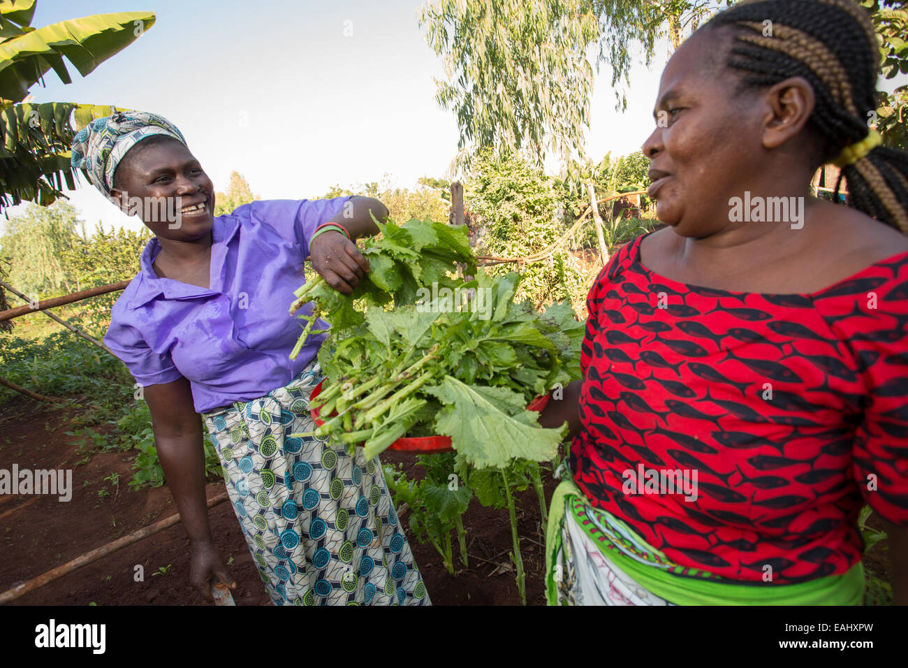 Women harvest greens in a kitchen garden in Mulanje District, Malawi. Stock Photo