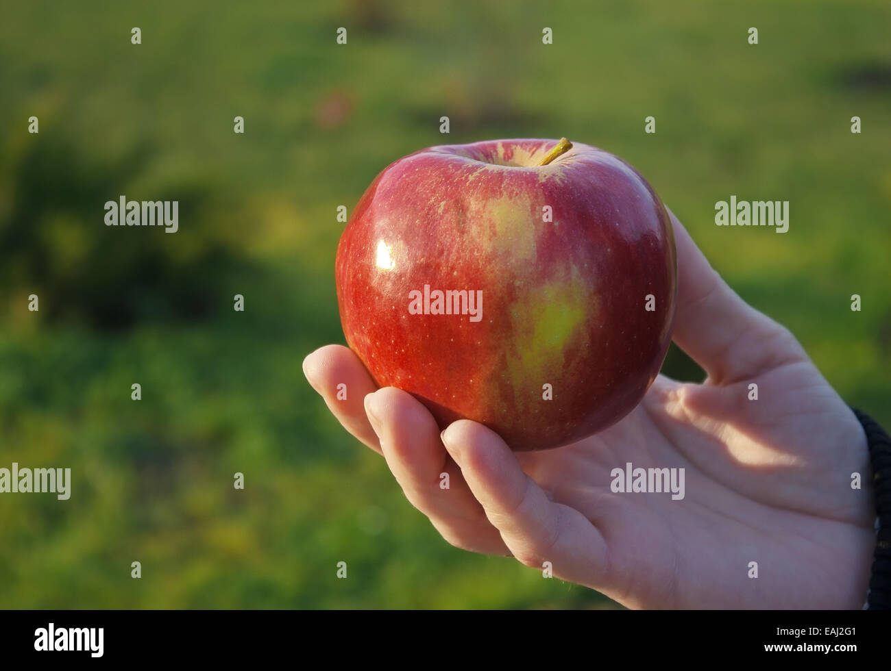 Apple cut red hand hi-res stock photography and images - Alamy